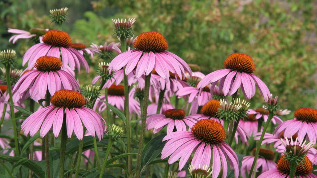 The Best Low Maintenance Perennials That are Easy to Grow