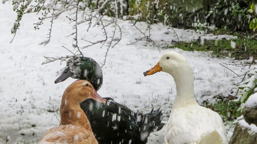 how to care for ducks in cold winter weather 