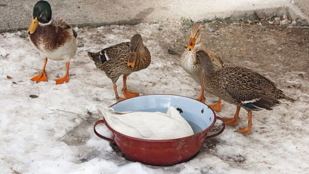 How to Care for Ducks in Cold Winter Weather