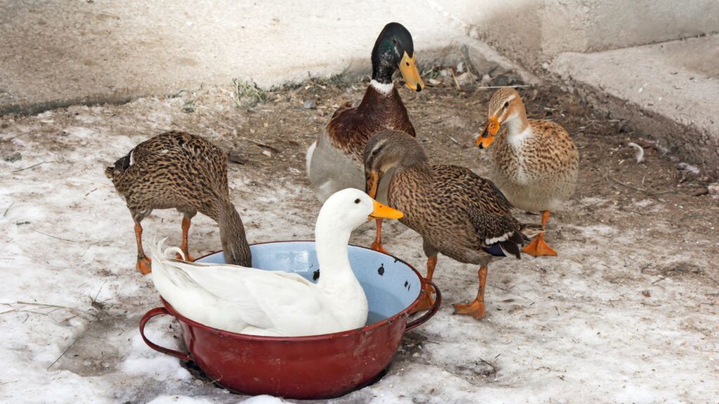 how to care for ducks in cold winter weather 