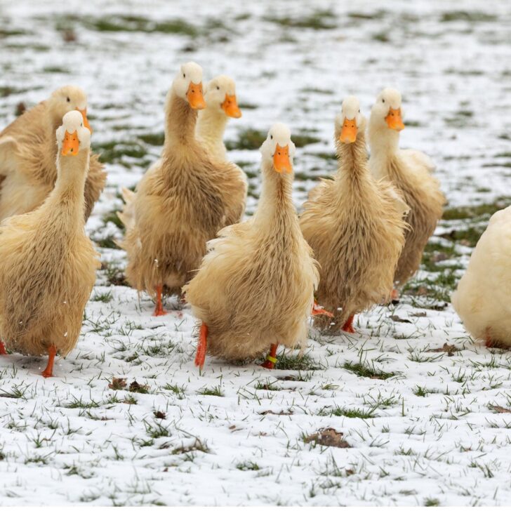 how to take care of ducks in winter