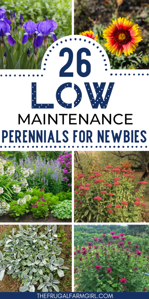 theb est low maintenance perennials for newbies 