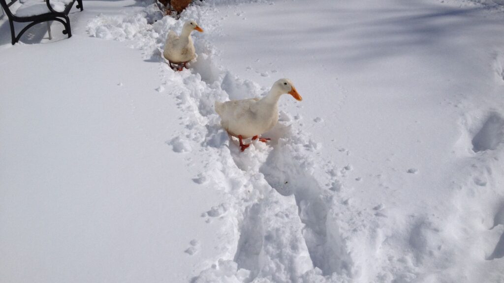 How to Care for Ducks in Cold Winter Weather