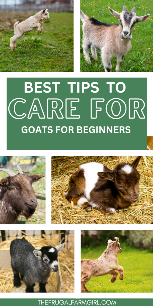 best tips for goat care 101 
