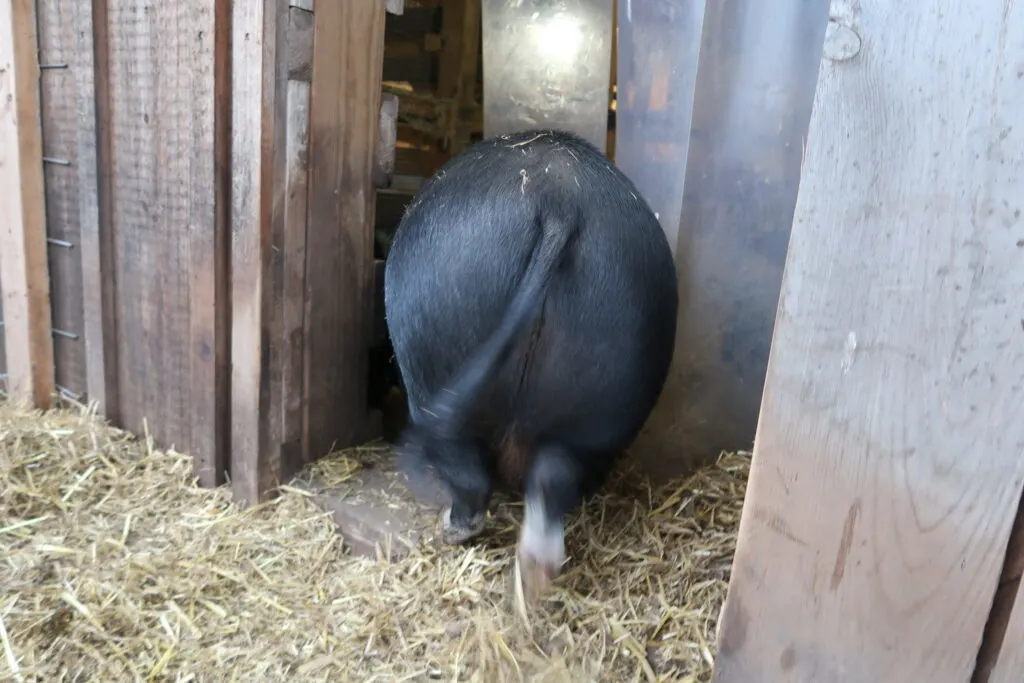How Big Do Potbelly Pigs Get + Mini Pig Facts