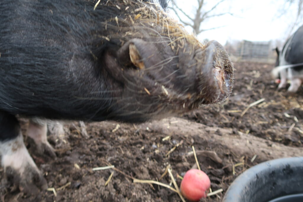 how big do potbelly pigs get? Her is our male pot bellied pig at seven years old. 
