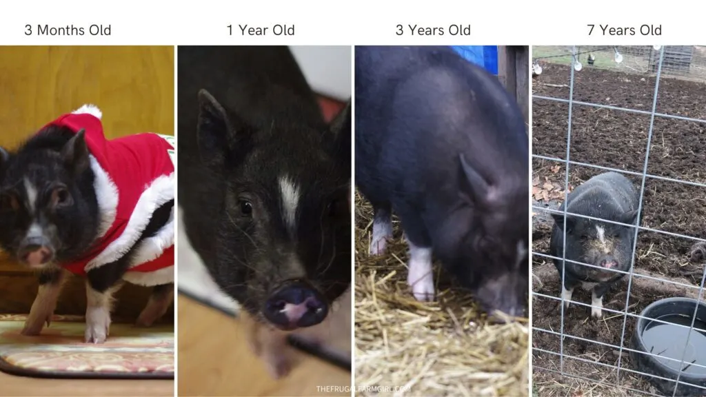 bently through the years. how big do pot bellied pigs get? 