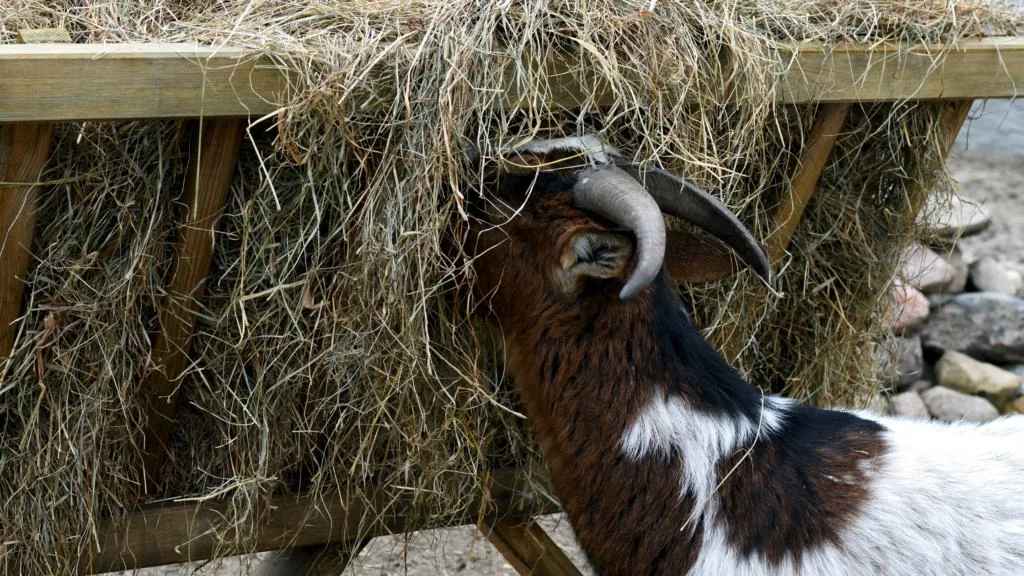 best hay to feed goats in winter- 
