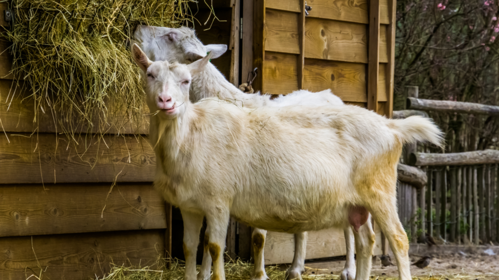best hay to feed goats in winter- 