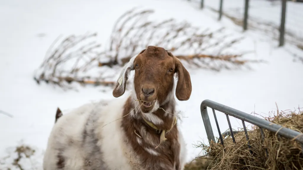 best hay for goats in winter