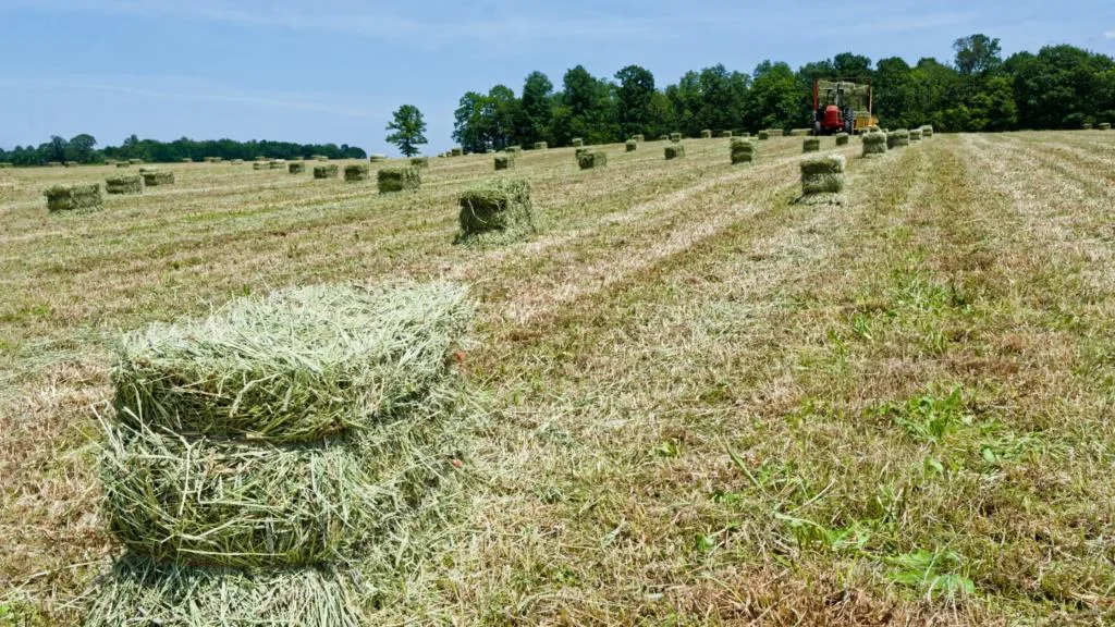 This image has an empty alt attribute; its file name is hay-bales-1024x576.png