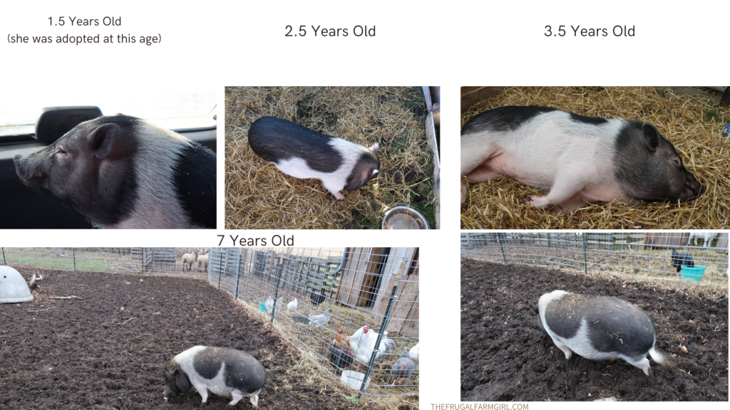 hoe big do potbellied pigs get? olive at seven years old. 