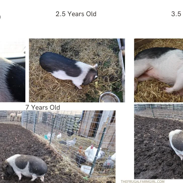 how big do potbelly pigs get? Olive through the years
