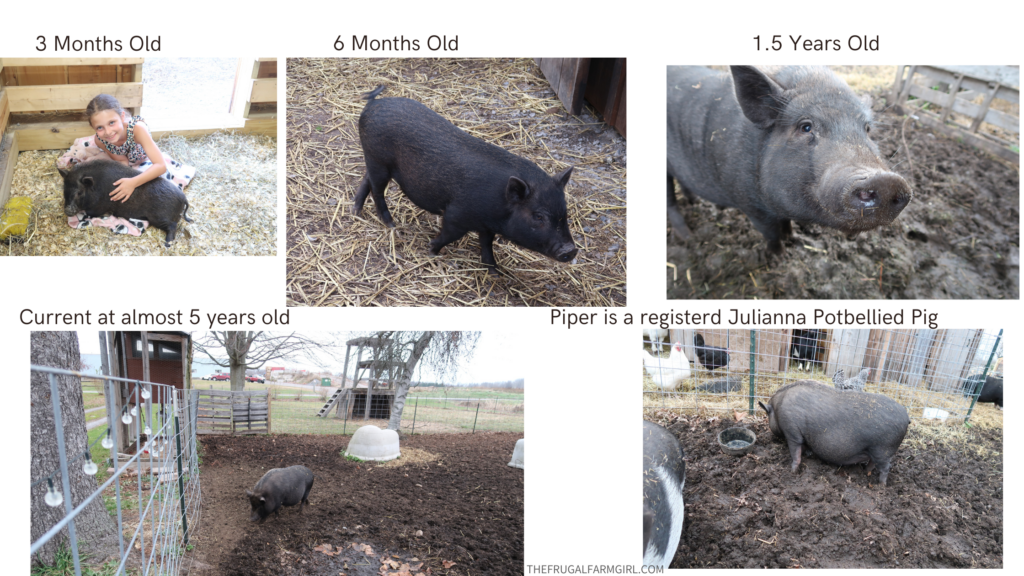 how big do potbelly pigs get? piper at five years old 