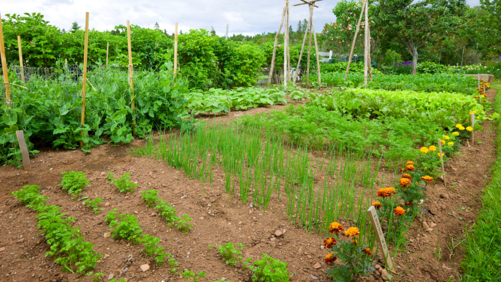 steps to starting your one acre homestead 