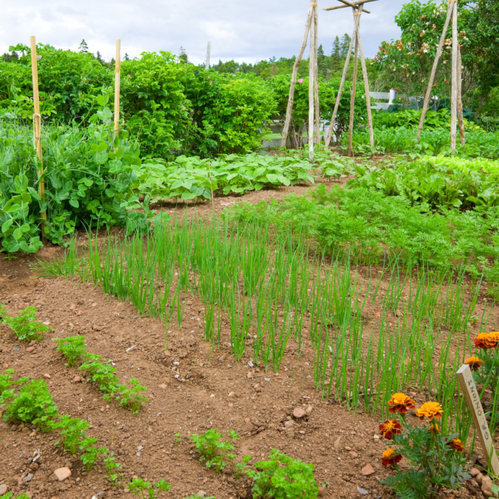 steps to starting your one acre homestead