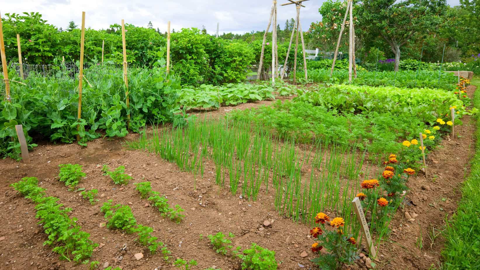 10 Steps to Starting your One Acre Homestead