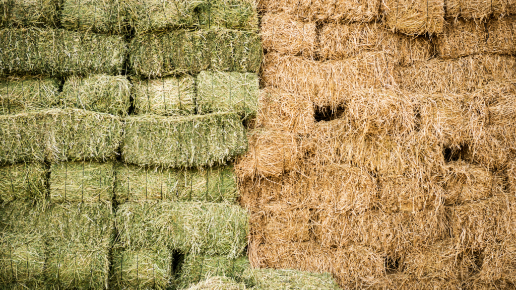best hay to feed goats in winter- straw or hay? what's the difference 