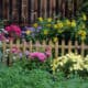 budget friendly plants for full sun