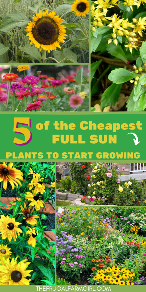 cheap full sun plants to grow 