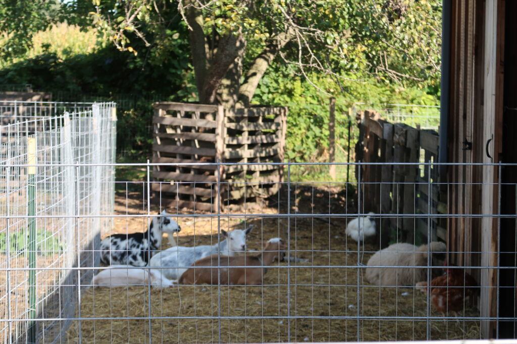 pig fencing chickens and goats 