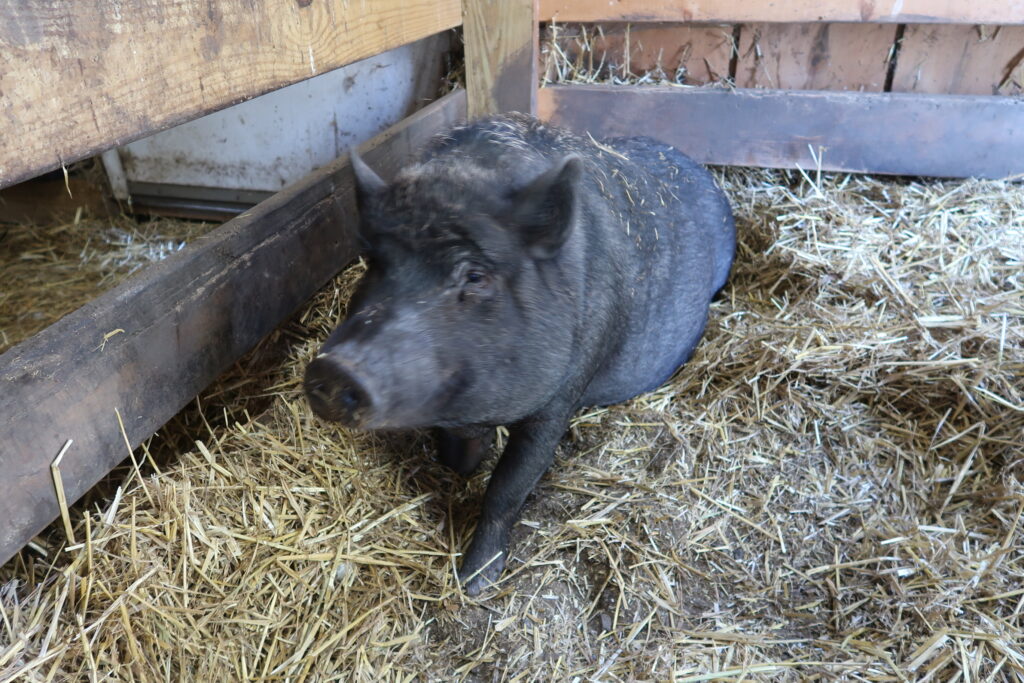 best fencing for pigs- mini pig piper 