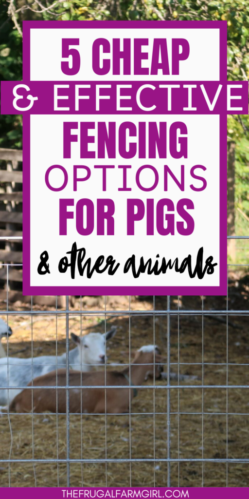 The Best Fencing for Your Pigs You Need Now