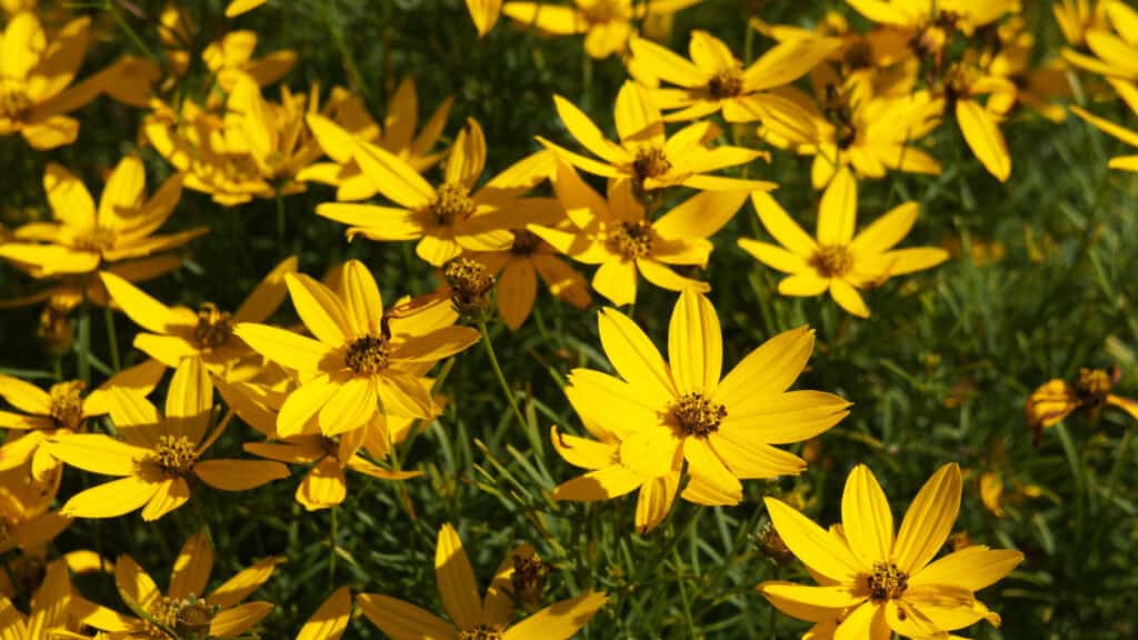 Full sun low mainentence perennials- coreopsis- tickseed 