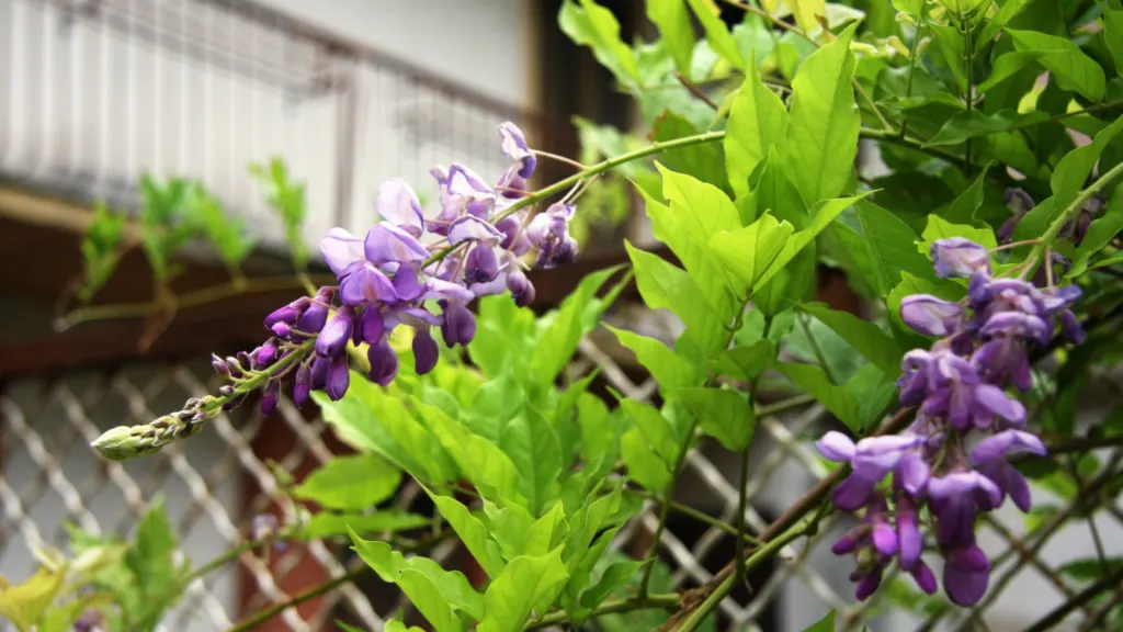 16 Best Climbing Flowering Perennials for Your Garden
