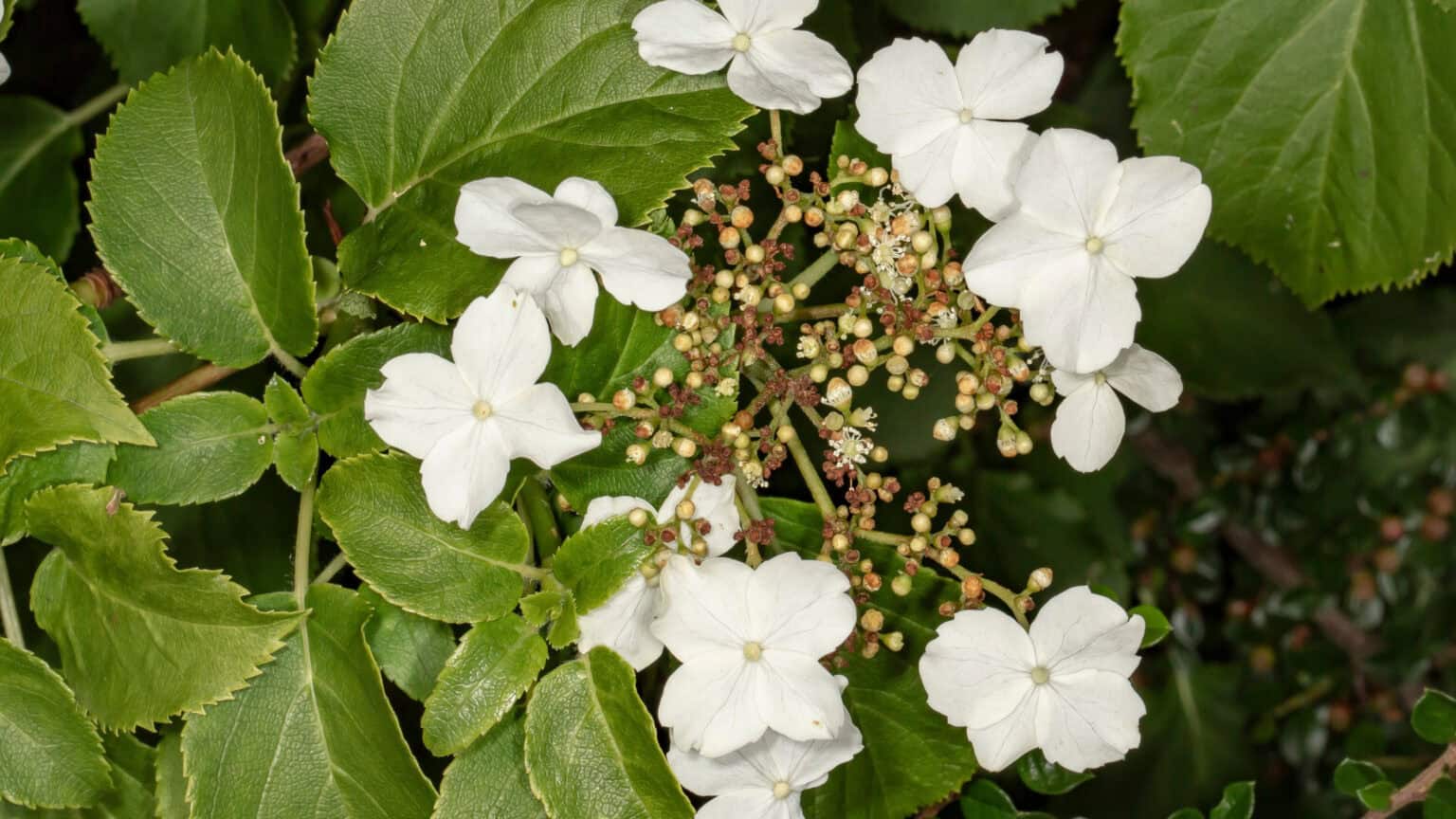 16 Best Climbing Flowering Perennials for Your Garden