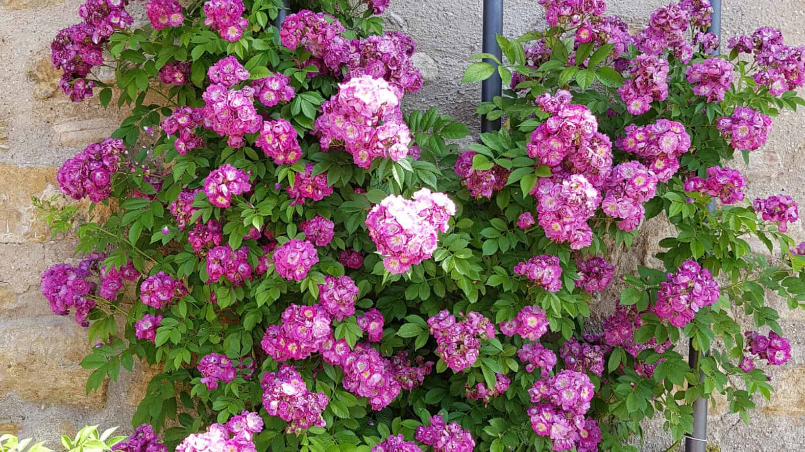 16 Best Climbing Flowering Perennials for Your Garden