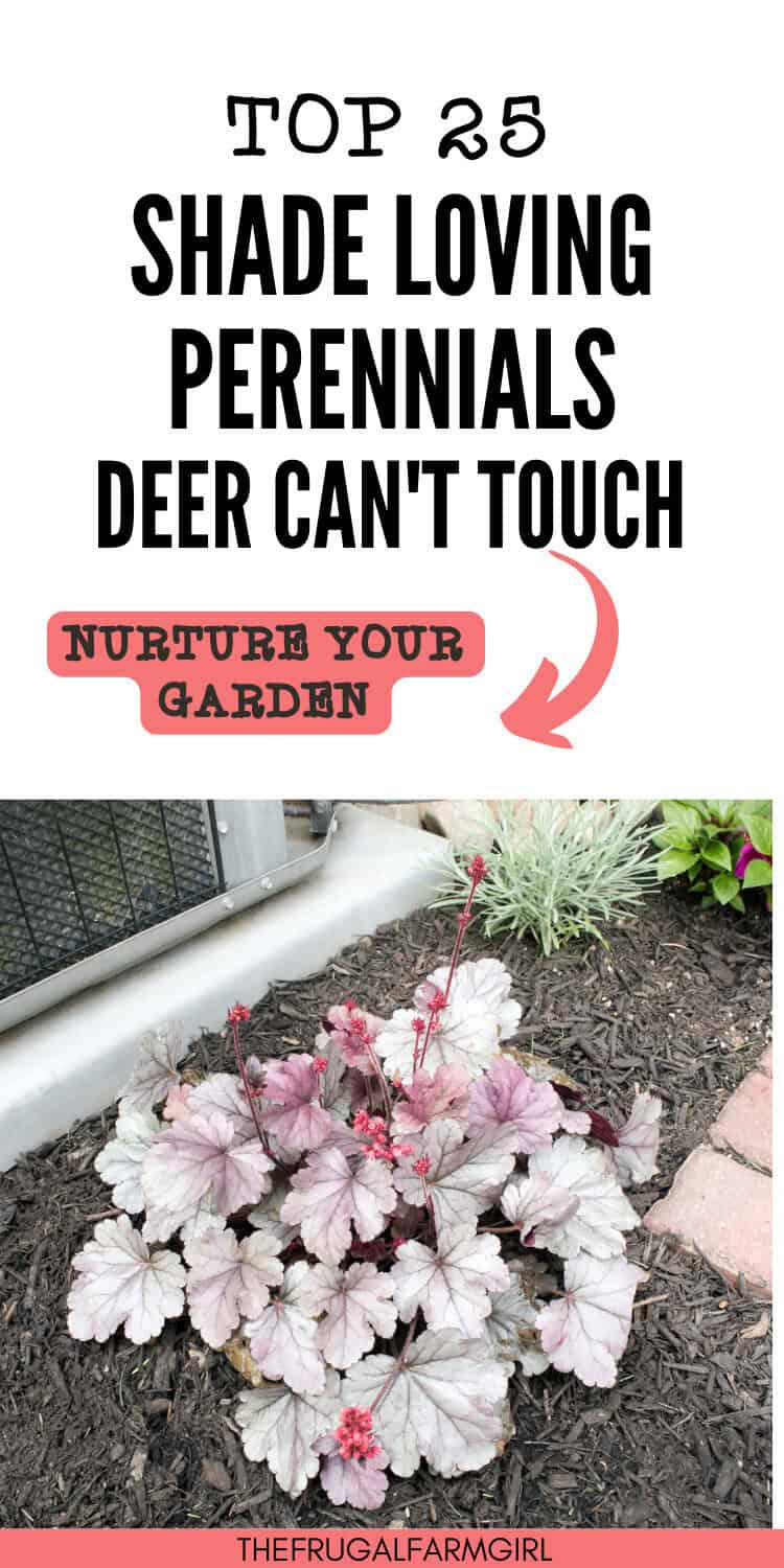 25 of the Best Deer Resistant Shade Perennials