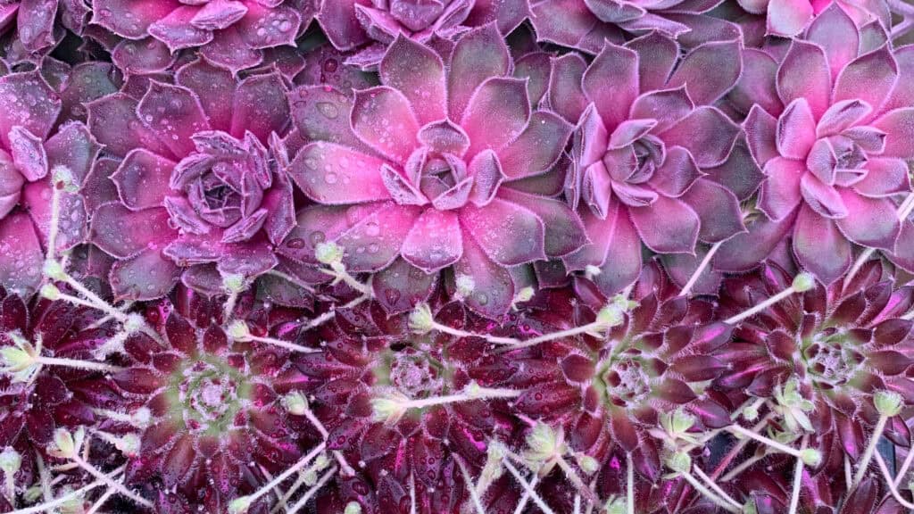 Full sun low mainentence perennials- hens and chicks 
