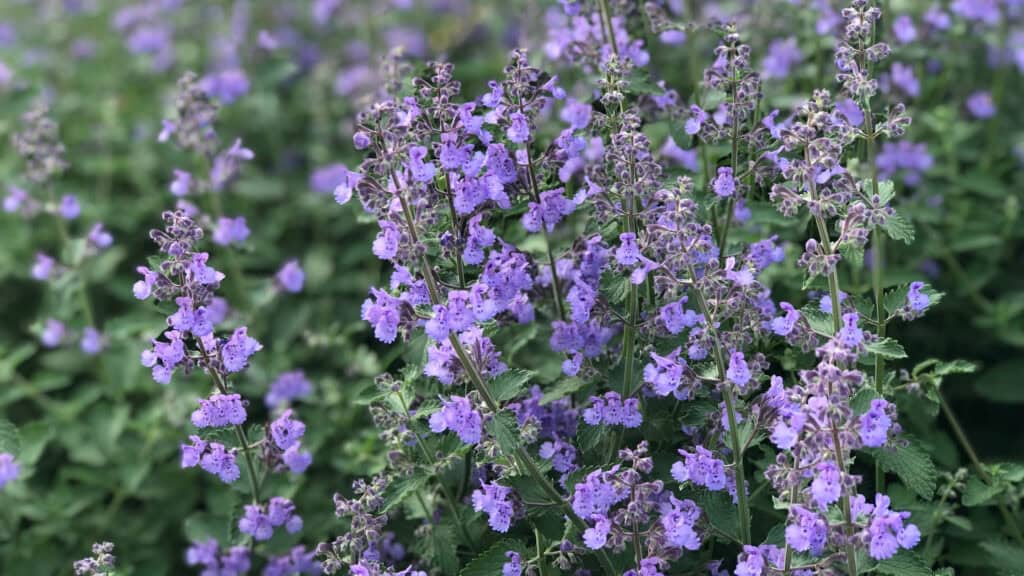 Full sun low mainentence perennials- russian save 