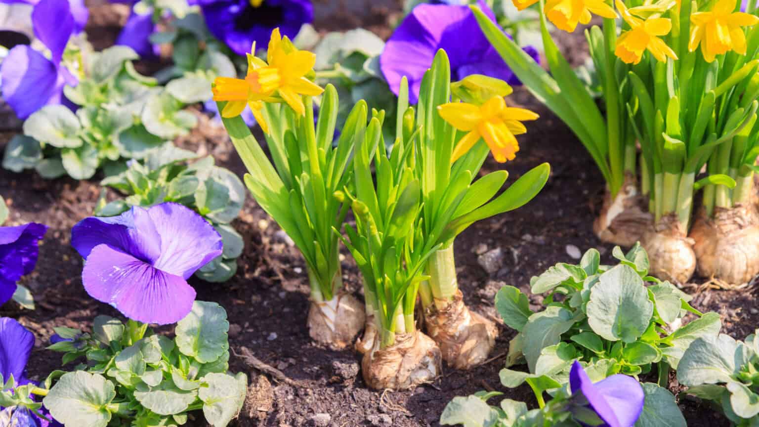 a-beginner-s-guide-to-planting-and-growing-your-own-spring-flowers