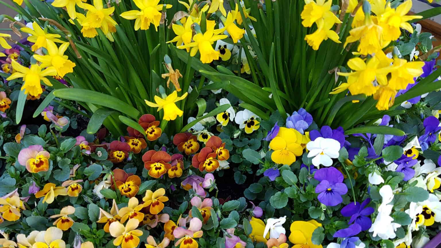 A Beginner's Guide to Planting and Growing Your Own Spring Flowers