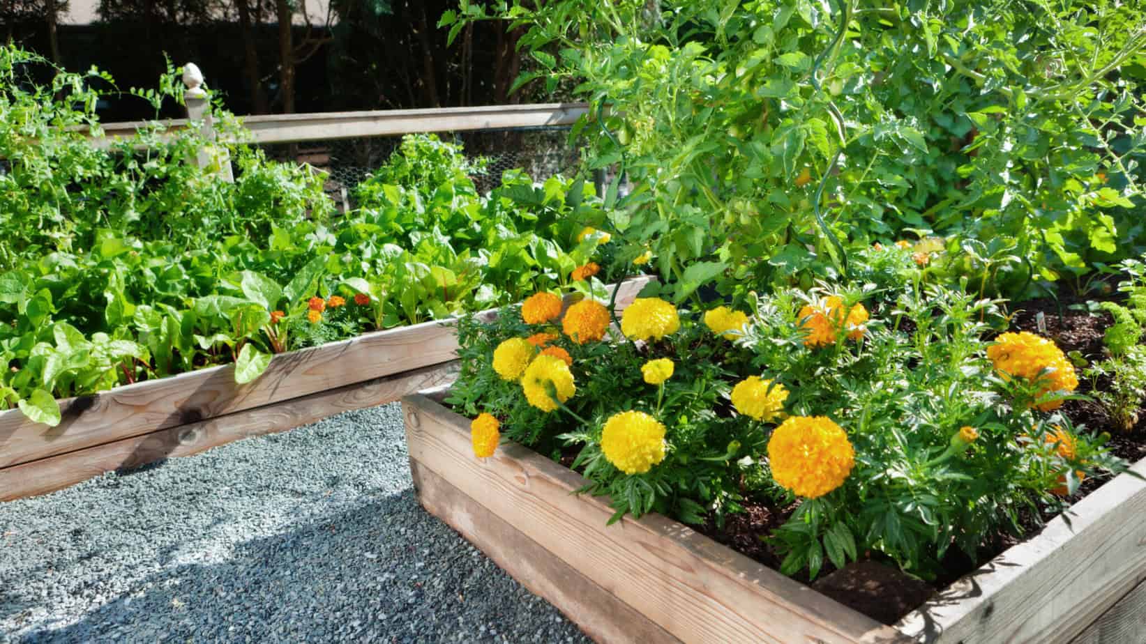 8 Most Clever Vegetable Gardening Tips for the Lazy Gardener