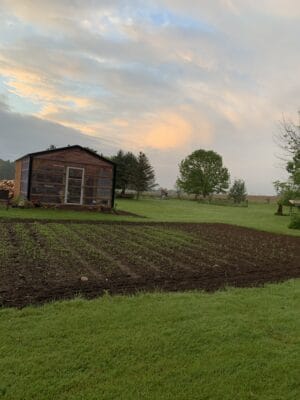 our backyard wiht corn and vegetable garden growing sweet corn in 2024