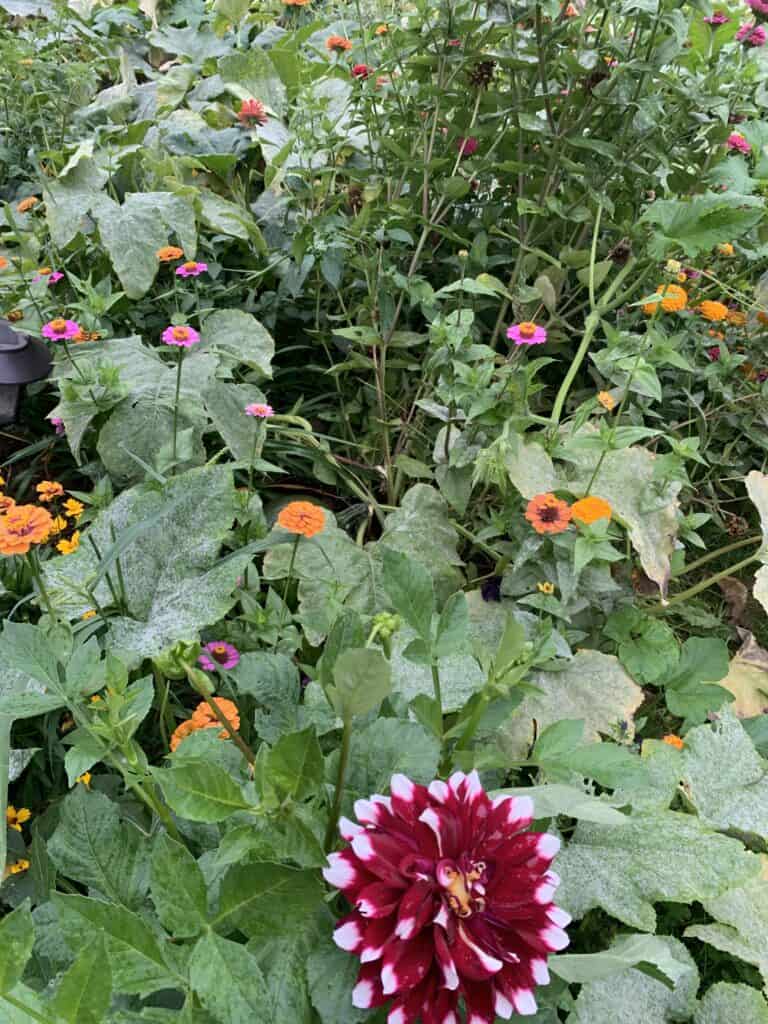 Purple, and orange zinnas growing easily for container garden