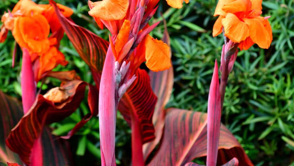 Big red and orange canna lillie flowers. 