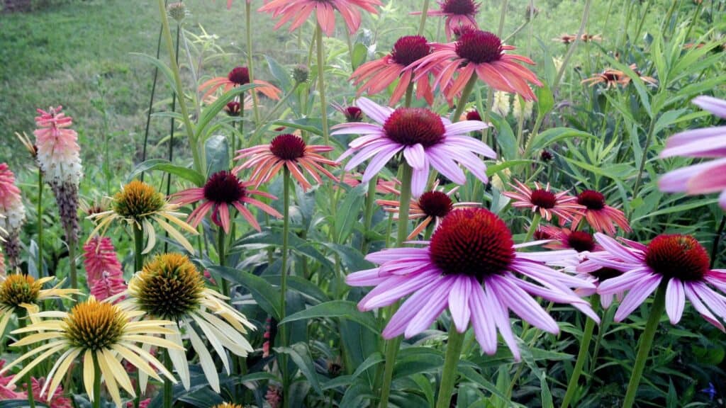 Purple, yellow and pink coneflowers or echinacea for a container garden. 