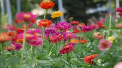 best container plants for full sun