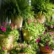 Potted plants on a porch, including ferns, variegated vines, and coleus, create a lush, vibrant display against a wooden wall, evoking tranquility.