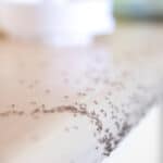 ants crawling on an indoor kitchen counter