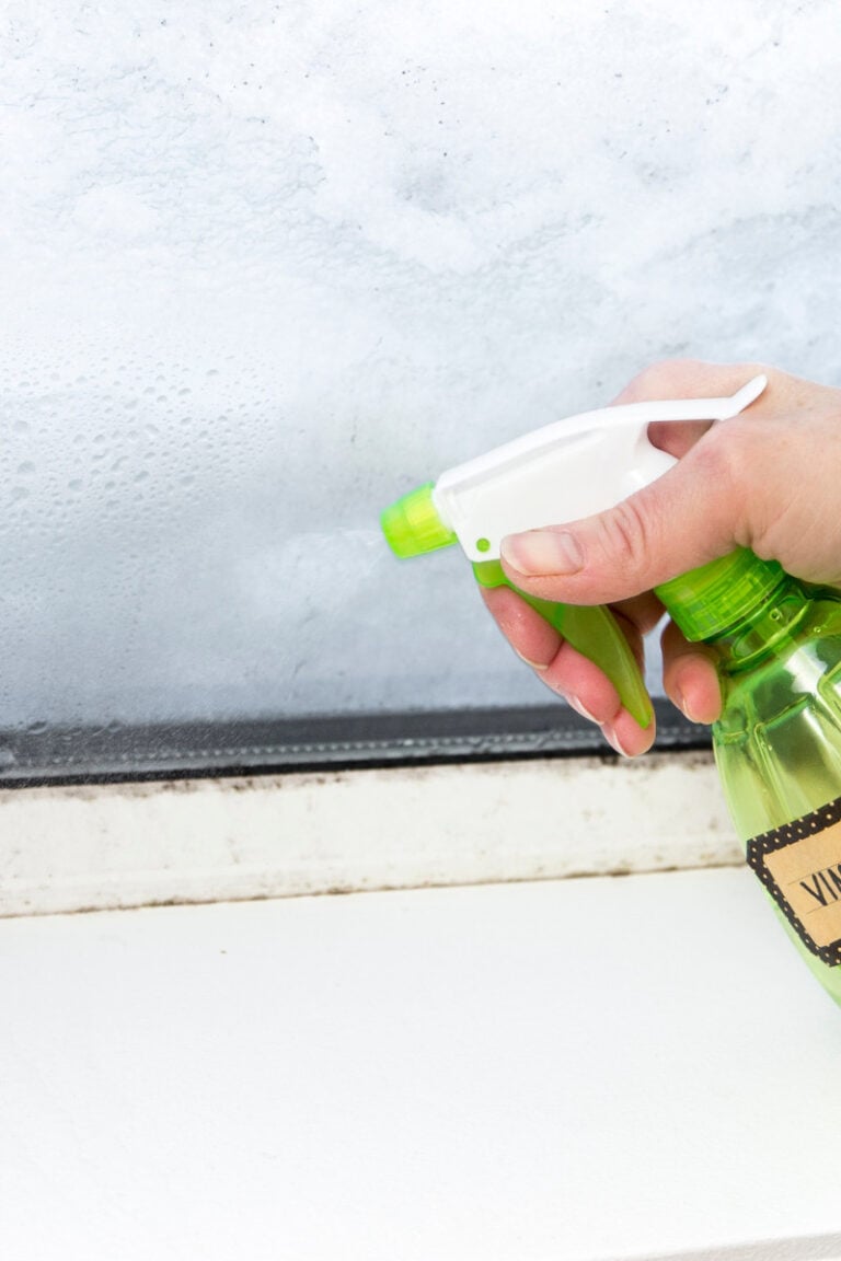 How to Get Rid of Ants in Your Home Naturally (and on a Budget!)