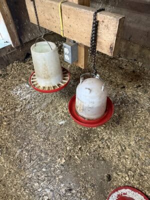 chicken waterers hang next to a chicken feeder inside a chicken coop