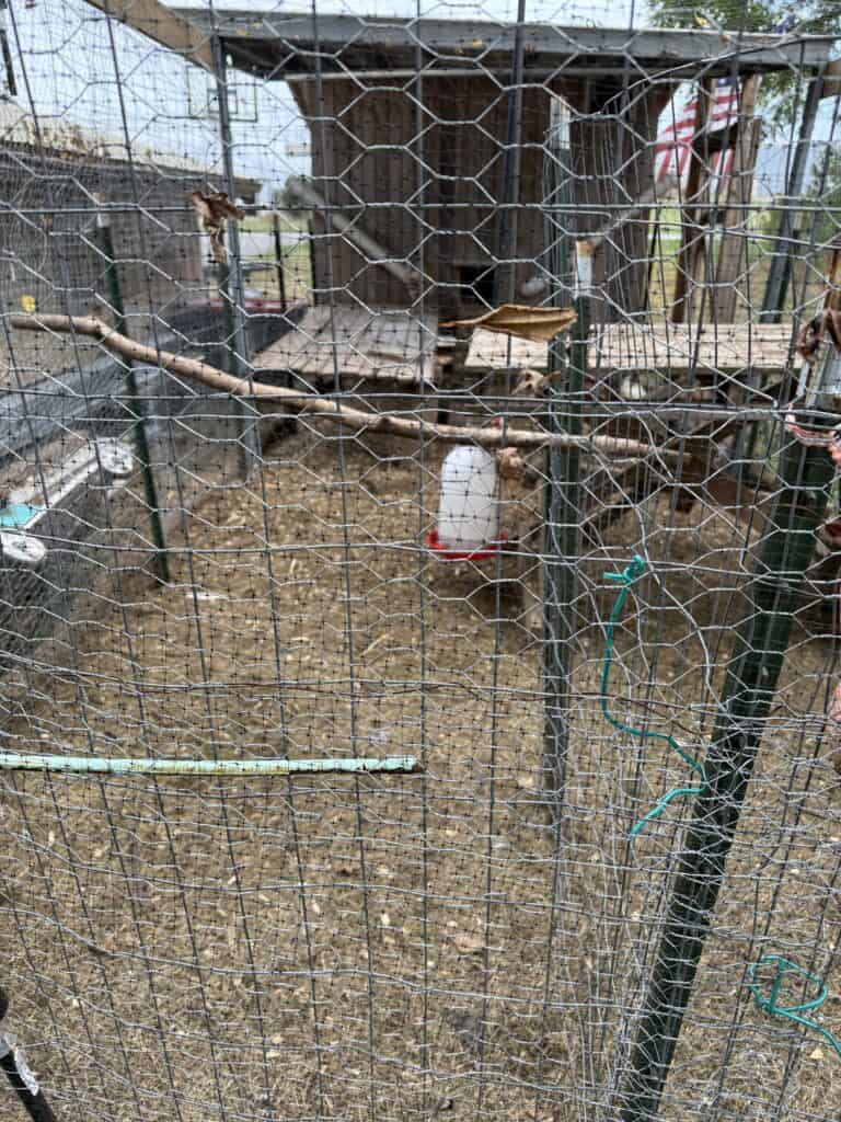 The Best Chicken Feeder for a Small Flock 8 The Best Chicken Feeder for a Small Flock