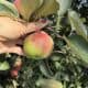 apple picking