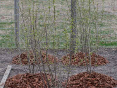 Young garden shrub with fresh green buds in a farm landscape setting.