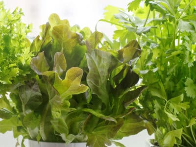 Herbs in white pots on windowsill, indoor gardening lifestyle.